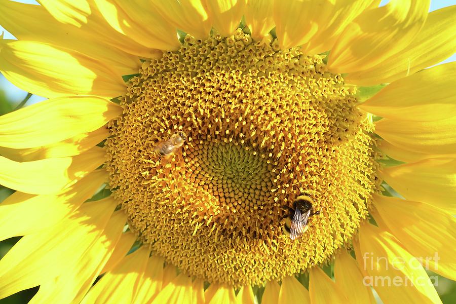 Friendship of One Sunflower and Bees Photograph by Leonida Arte
