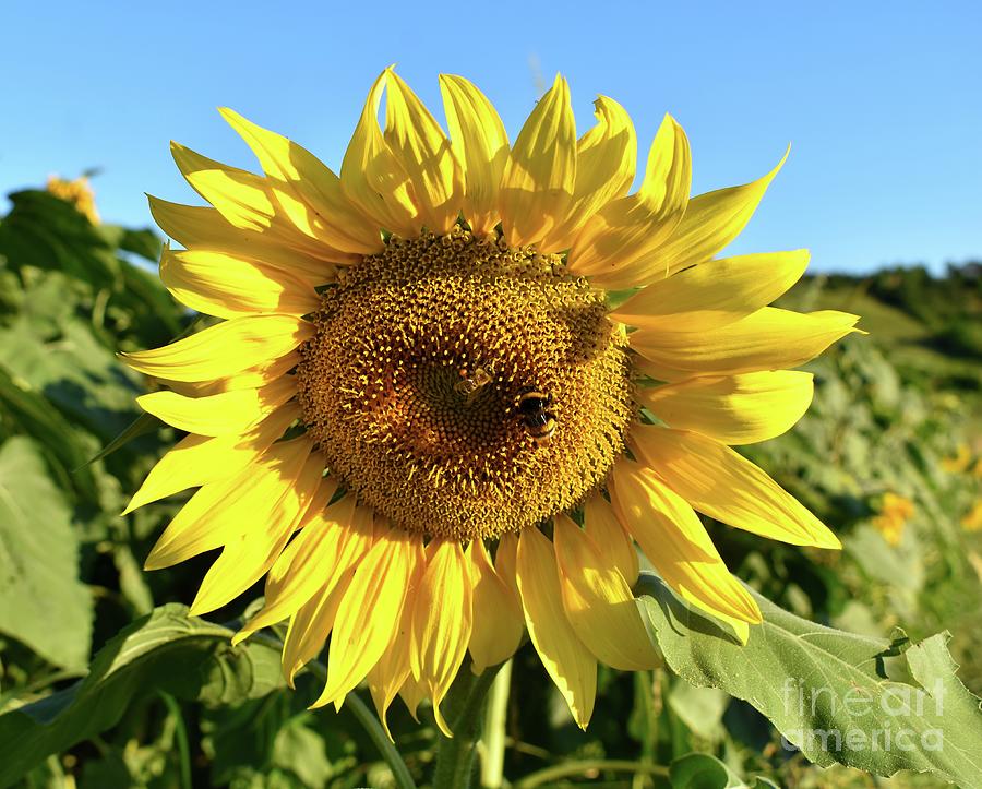 Friendship of One Sunflower Photograph by Leonida Arte