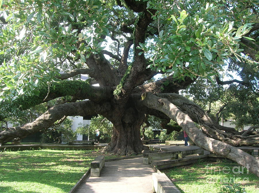 Friendship Tree Photograph by Tina M Powell - Fine Art America