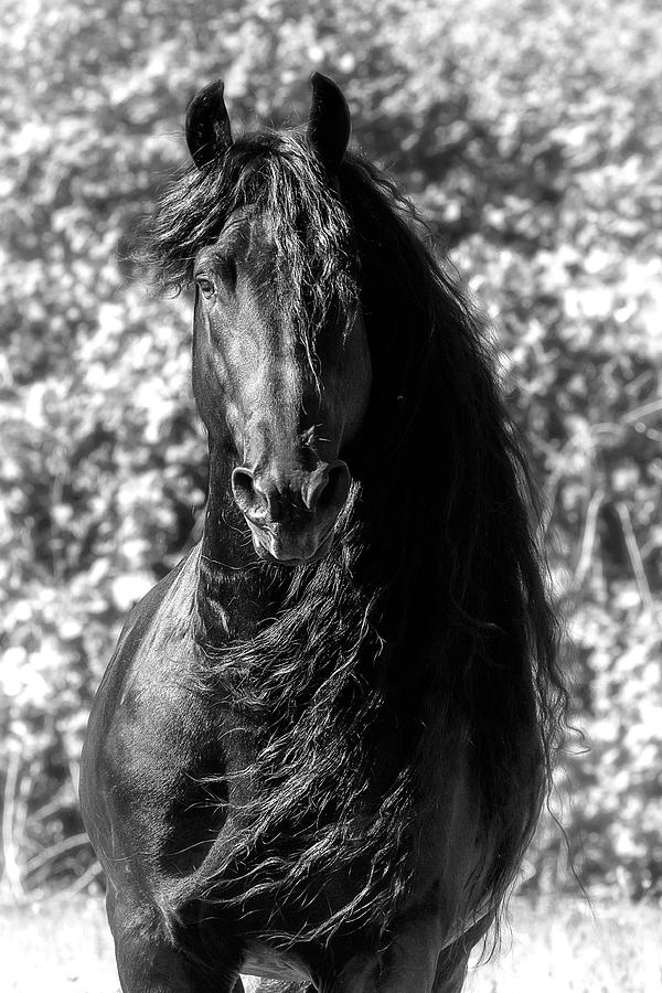 Friesian Flare B-W Photograph by Wes and Dotty Weber