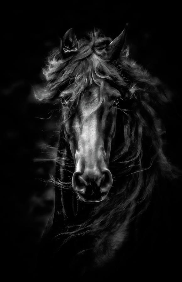 Friesian Horse Face Photograph