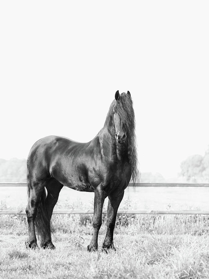 Friesian Horse Standing, Black and White Photograph by Irene Suchocki