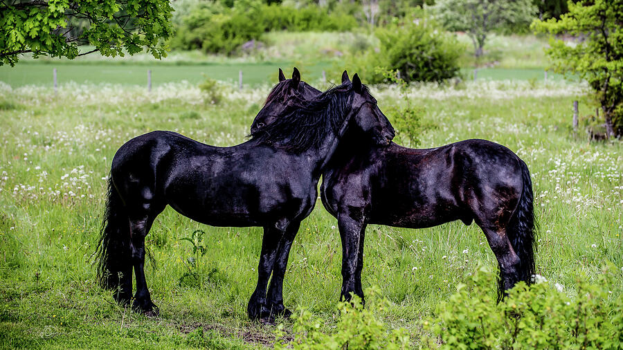 Summer Photograph - Friesian horses friendship by Torbjorn Swenelius