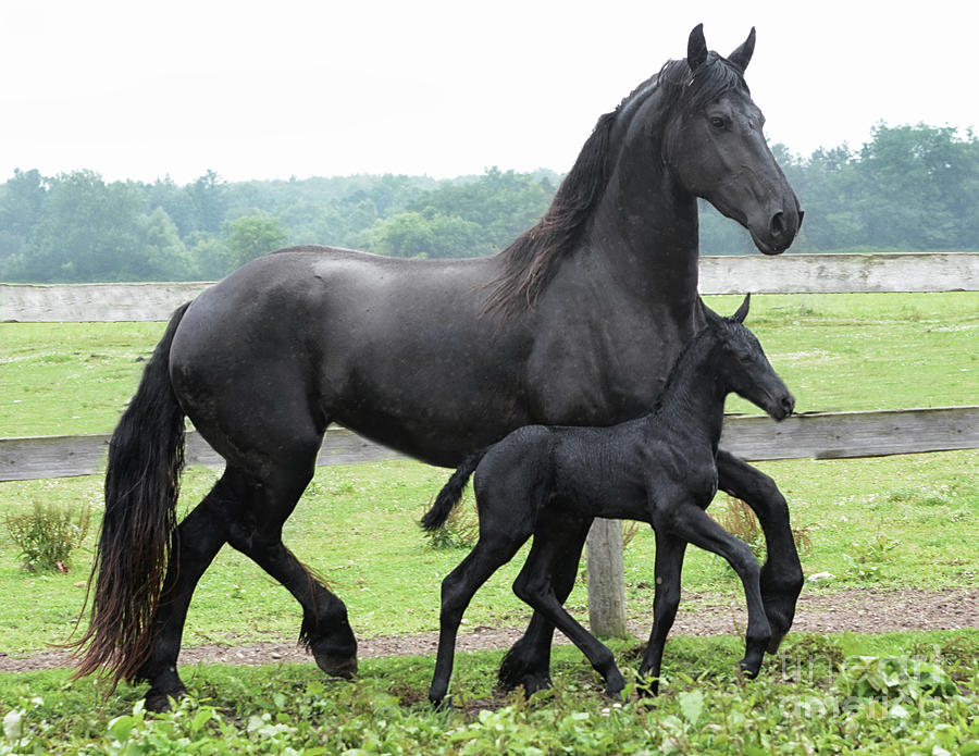 Friesian Mare and Foal Photograph by Lori Ann Thwing