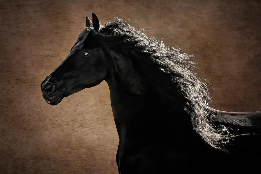 Horse Photograph - Friesian Portrait by Wes and Dotty Weber