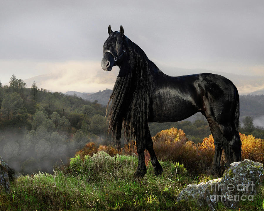 Friesian stallion Digital Art by Melinda Hughes-Berland