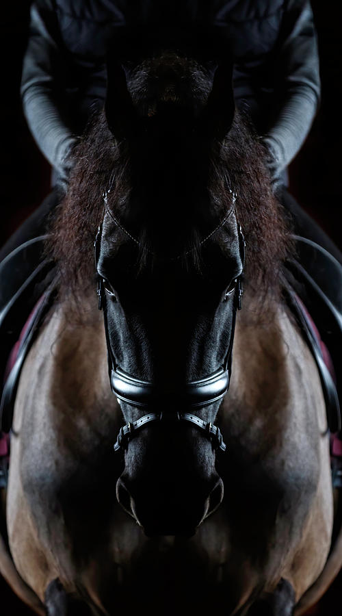 Friesian Symmetry Photograph by Wes and Dotty Weber