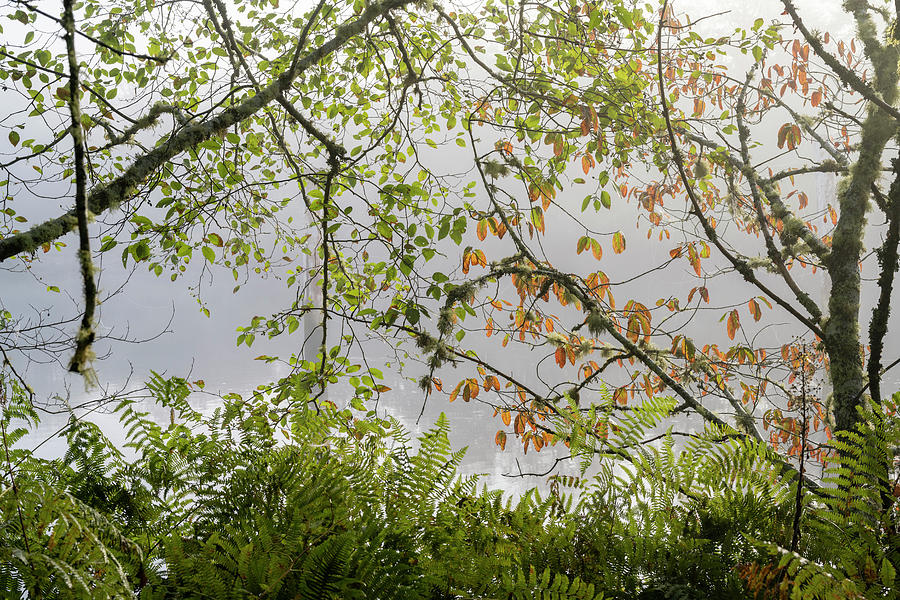 Frieze of Foliage Photograph by Robert Potts