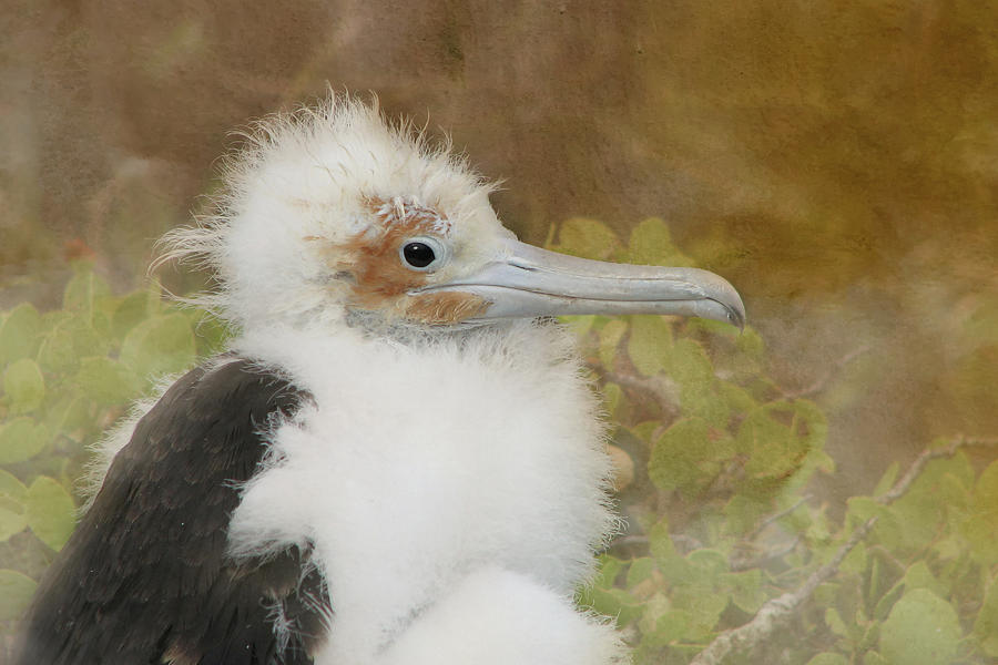 Frigate Bird 3A Photograph by Sally Fuller