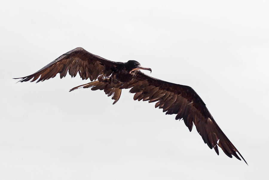 Frigate Bird in Flight Photograph by Christina Stobbs - Pixels