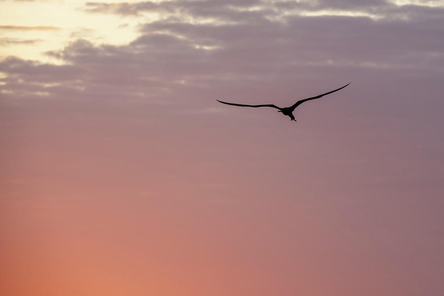 Wildlife Photograph - Frigate Sunrise by Alec Klobuchar
