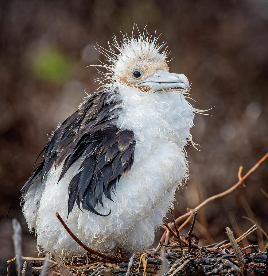 Frigatebird Chick Galapagos Photograph by Joan Carroll