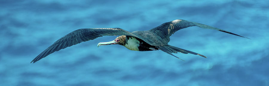 The Great Iwa aka frigatebird. Photograph by Doug Davidson