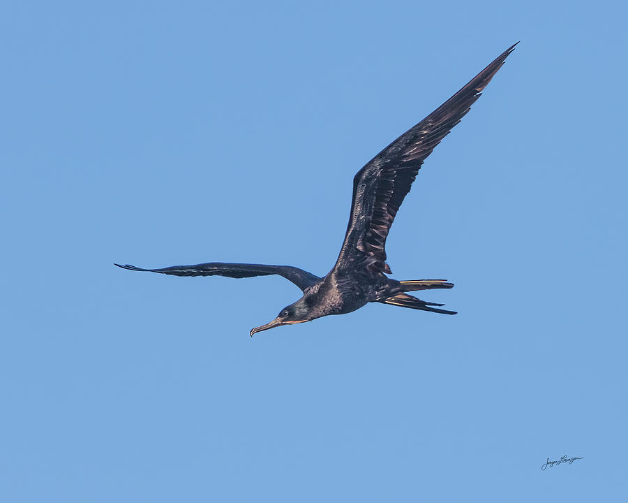Frigatebird Flight Photograph by Jurgen Lorenzen