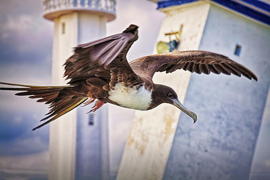 Frigatebird passing by the lighthouse Photograph by Tatiana Travelways