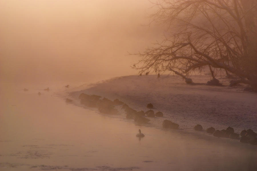 Frigid Warmth -  foggy sunrise with geese on Yahara river at -20F morning Photograph by Peter Herman