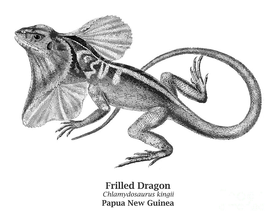 Frilled Dragon - Chlamydosaurus kingii - Papua New Guinea Photograph by Gary Whitton