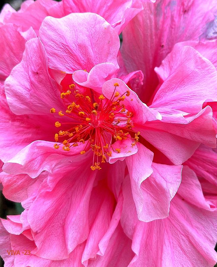 Frilly  Azalea    -  Pink Photograph by VIVA Anderson