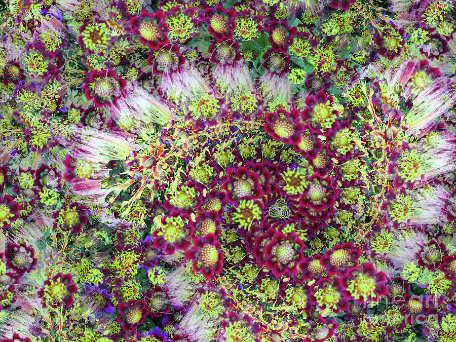 Frilly Fibonacci Dahlia Photograph by Sea Change Vibes