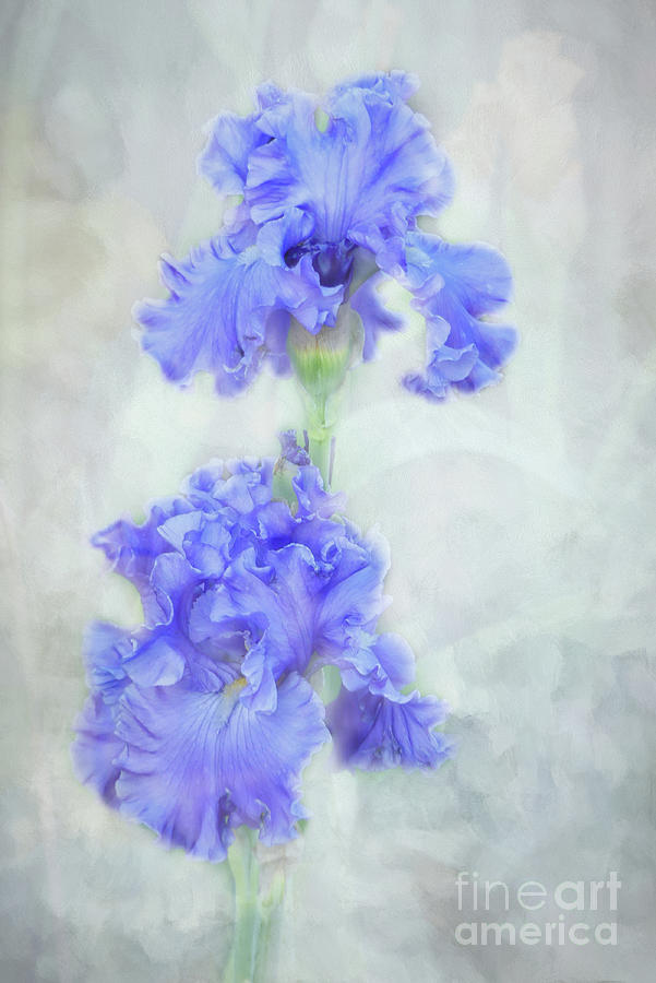 Frilly Flowering Irises Photograph by Amy Dundon