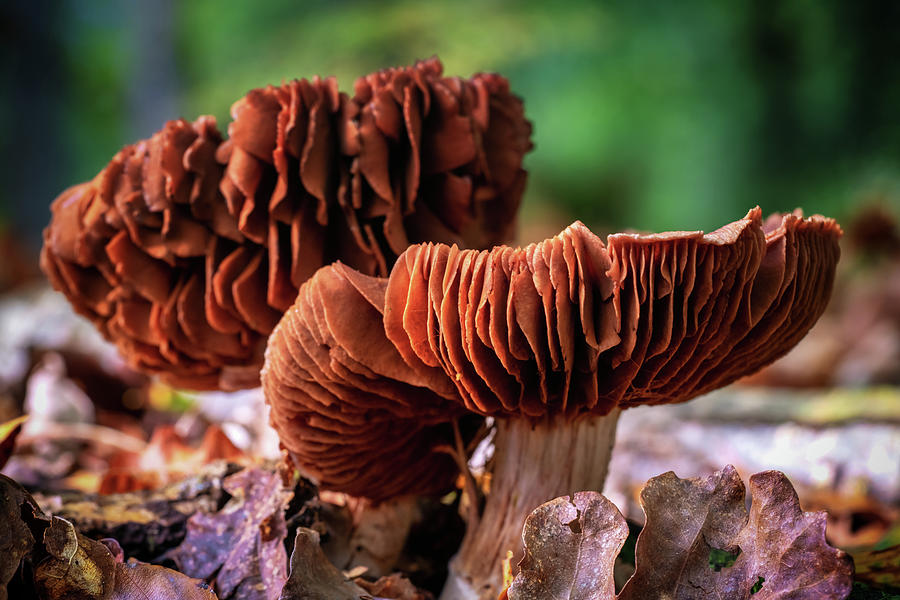 Frilly Fungi Close-Up Photograph by Framing Places