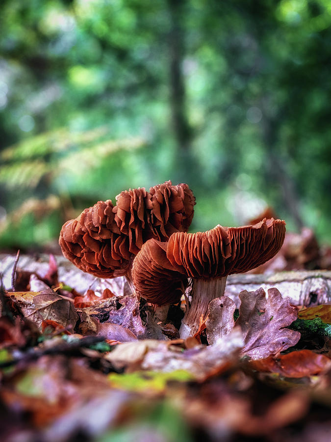 Frilly Fungi Photograph by Framing Places