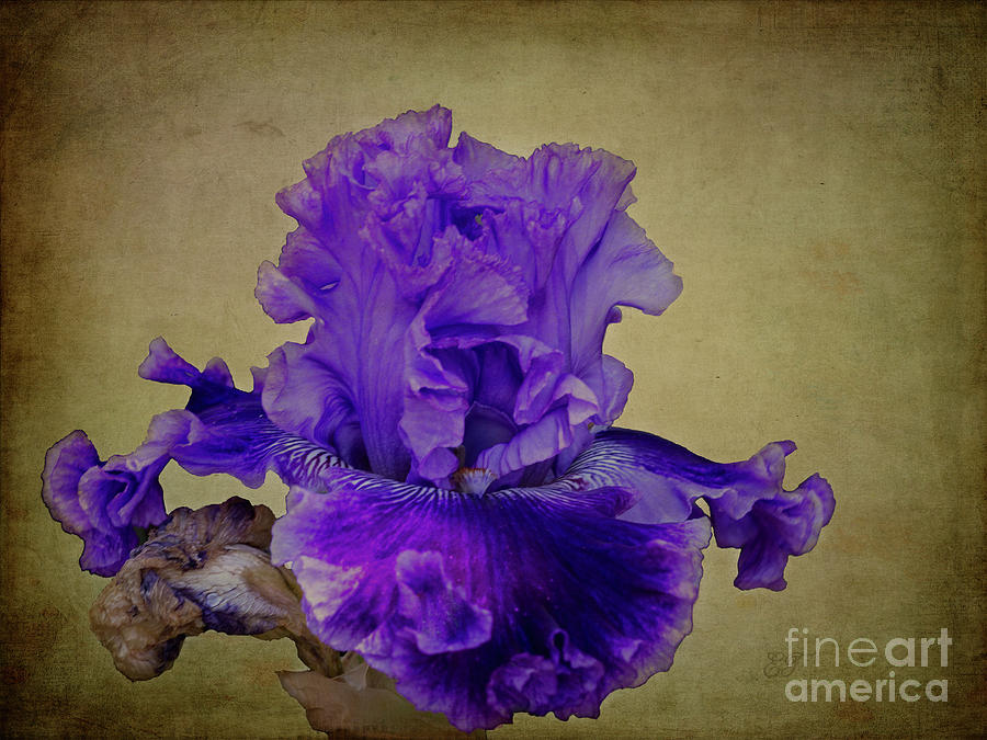 Frilly Iris 2 Photograph by Elaine Teague
