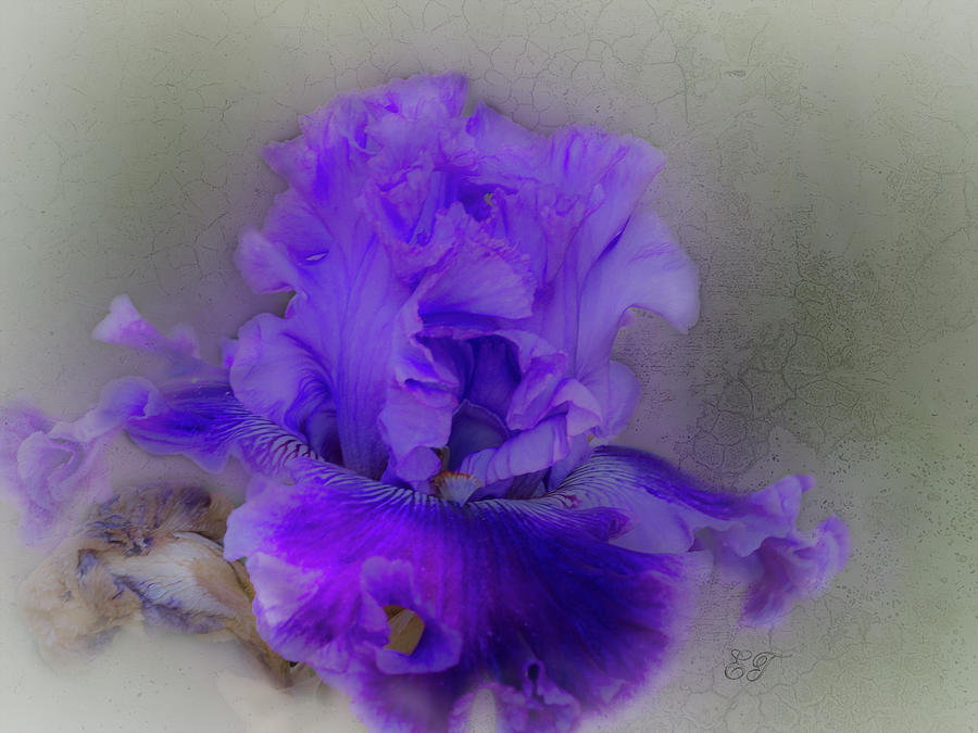 Frilly Iris 4 Photograph by Elaine Teague