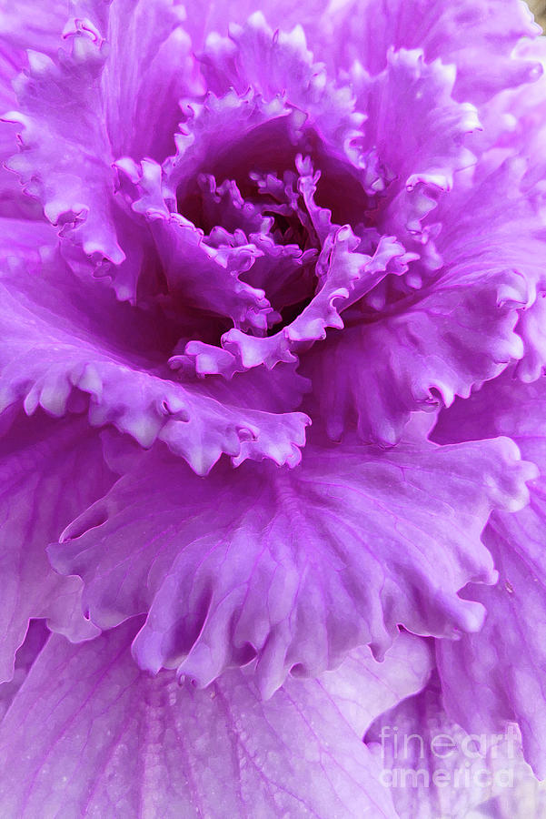 Frilly Ornamental Cabbage Photograph by Amy Dundon