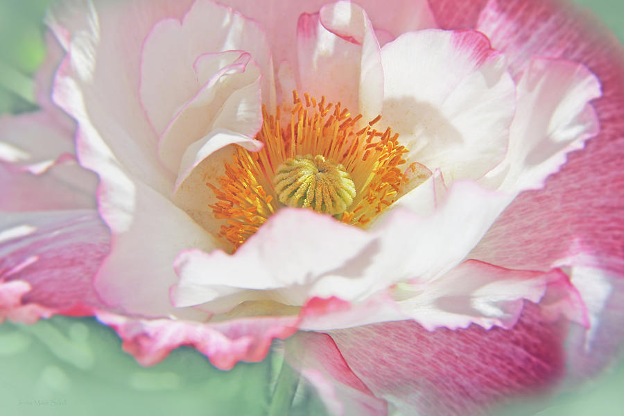 Frilly Pink and White Oriental Poppy Flower  Photograph by Jennie Marie Schell