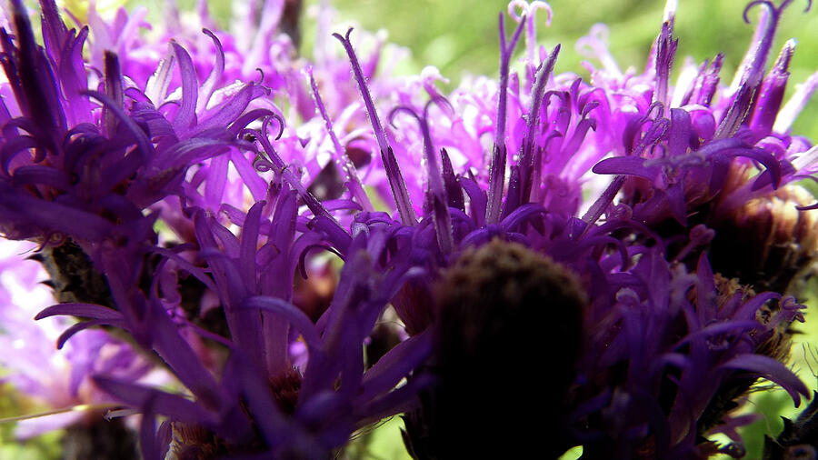 Frilly Purple Ironweed Abstract Macro Photograph Photograph by Shelli Fitzpatrick