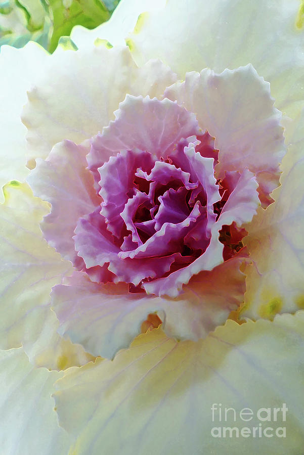 Frilly White Cabbage Photograph by Amy Dundon