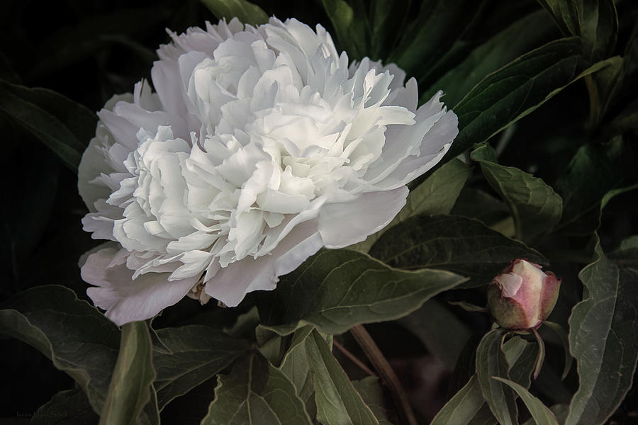 Frilly White Peony Flower Photograph by Jennie Marie Schell