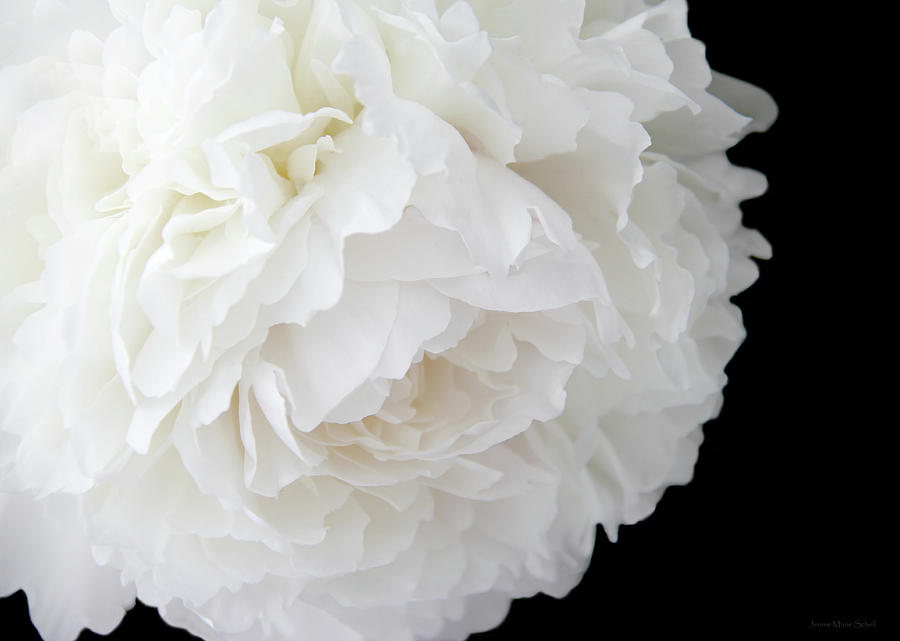 Ruffled White Peony Flower on Black Photograph by Jennie Marie Schell