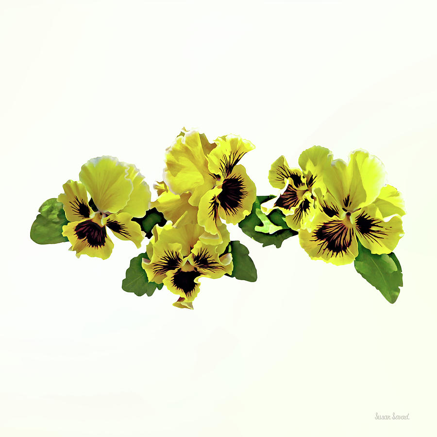 Frilly Yellow Pansies Photograph by Susan Savad