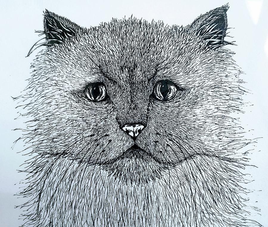 Frimple Kitty Drawing by Meghan Gallagher