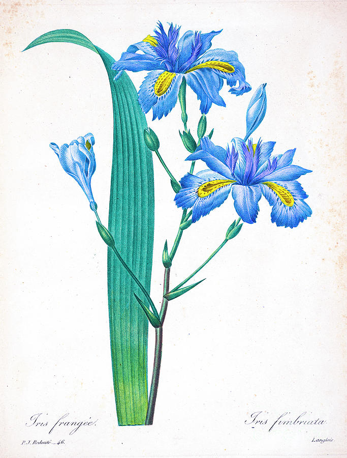 Fringe Iris illustration 1827 r1 Drawing by Botany