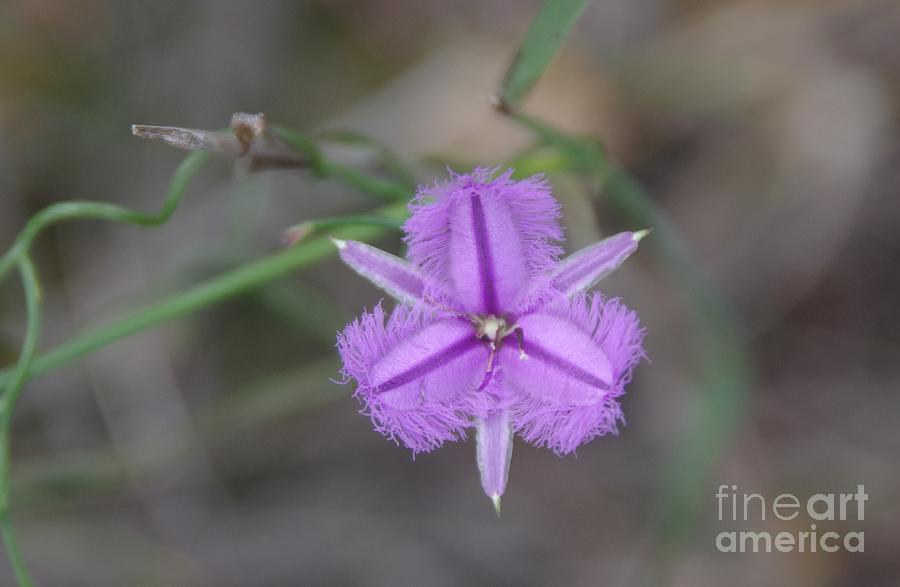 Fringe Lily...Thysanotus tuberosus Photograph by Lesley Evered