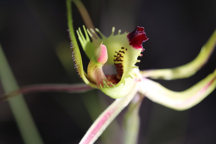 Fringed Mantis Orchid Macro Photograph