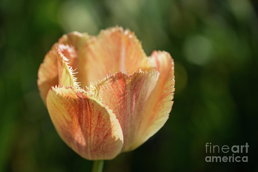 Fringed Tulip Photograph by Eva Lechner