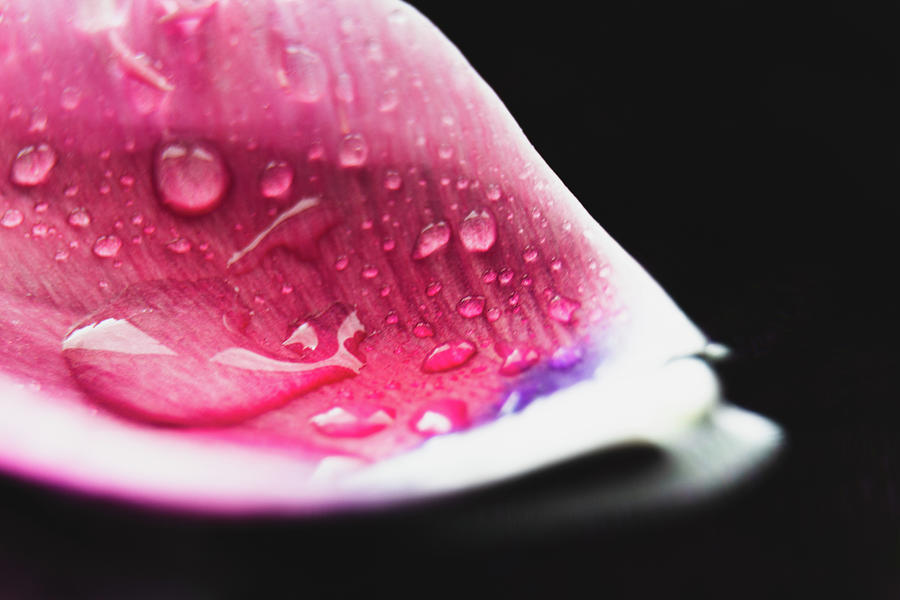 Fringed Tulip Petal covered in water droplets Photograph by Scott Lyons