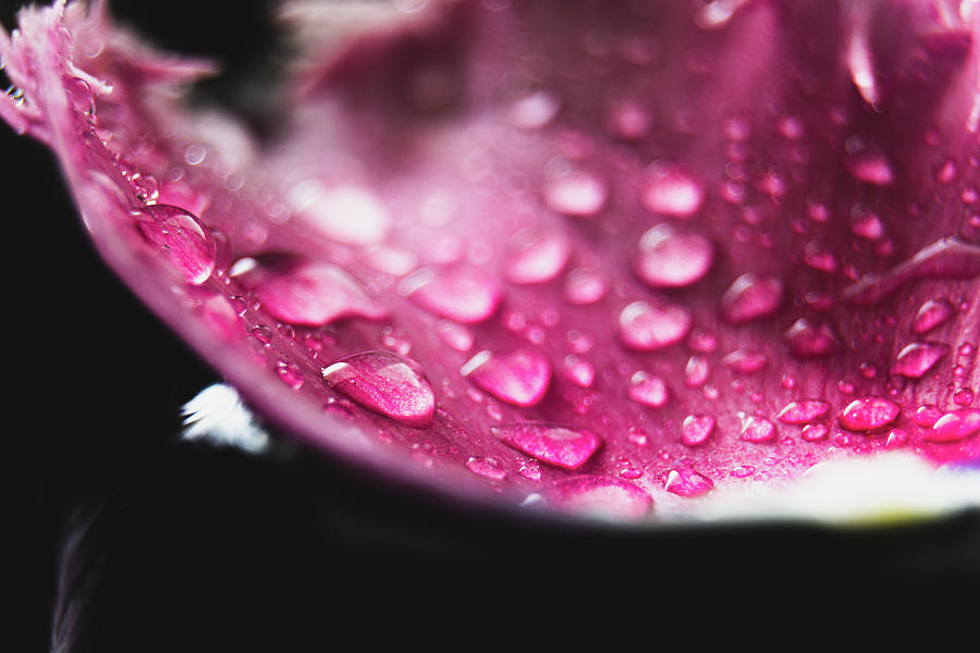 Fringed Tulip Petal with water on black Photograph by Scott Lyons