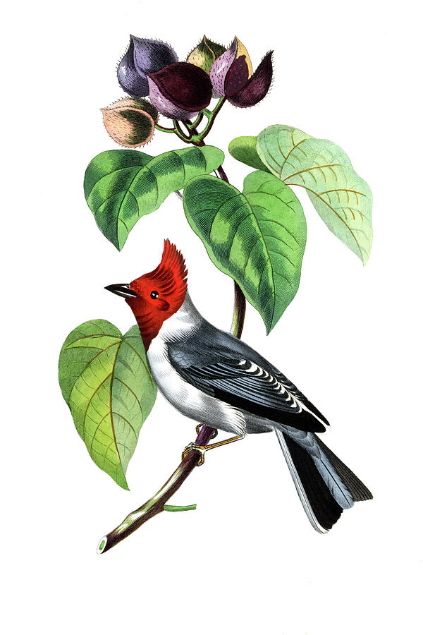 Fringilla bird Drawing by Paul Gervais