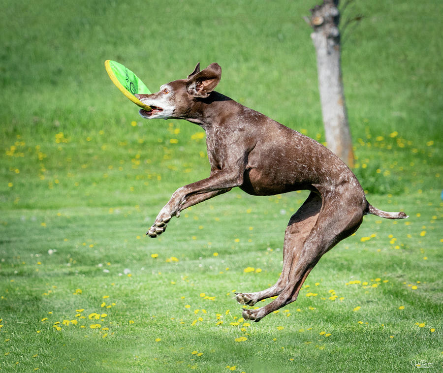 Frisbee catcher Photograph by Judi Dressler