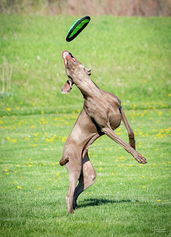 Frisbee catching dog Photograph by Judi Dressler