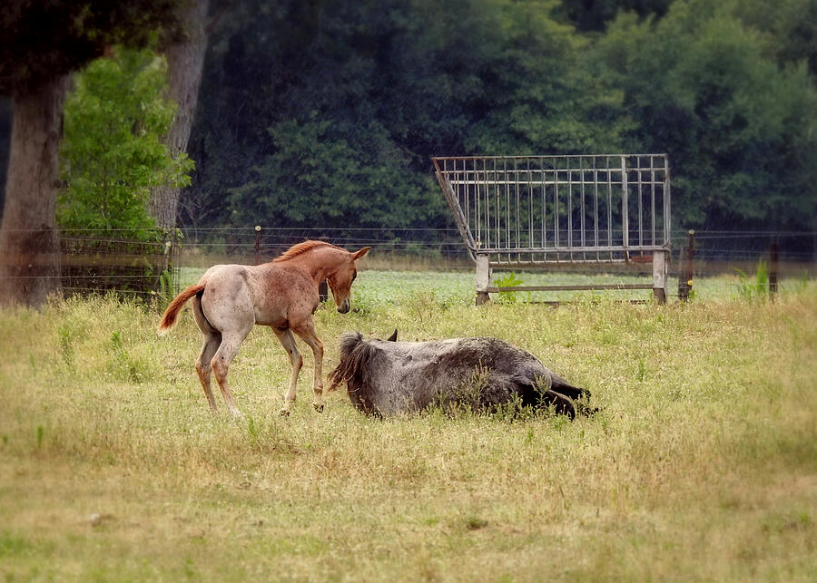 Horse Photograph - Frisky Foal by Carmen Macuga