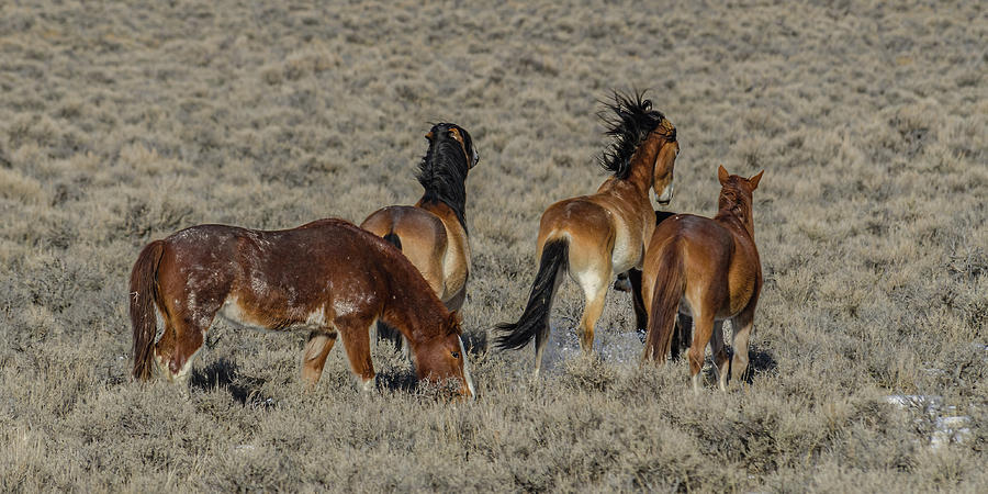 Frisky Mustangs Photograph by Yeates Photography