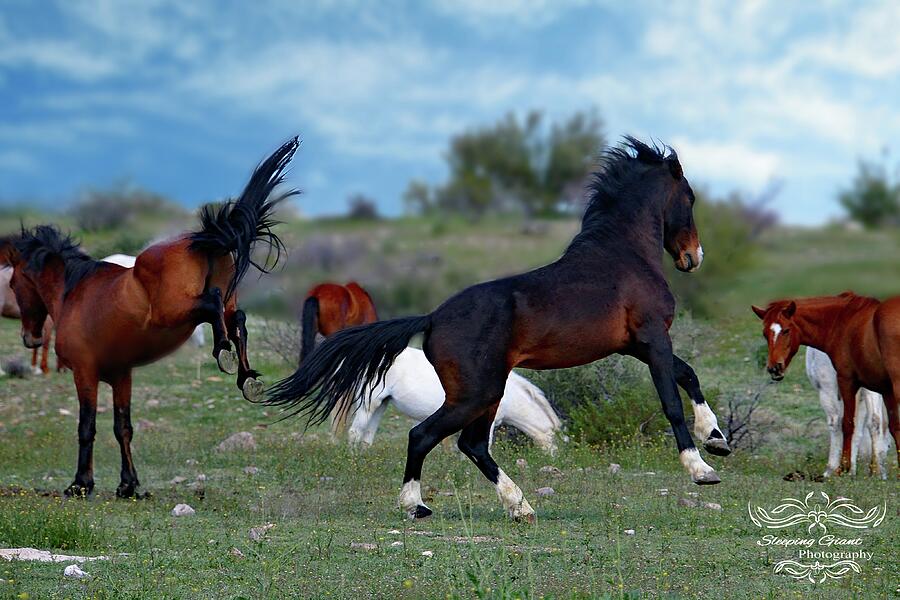 Horse Photograph - Frisky by Shawndelle Kurka