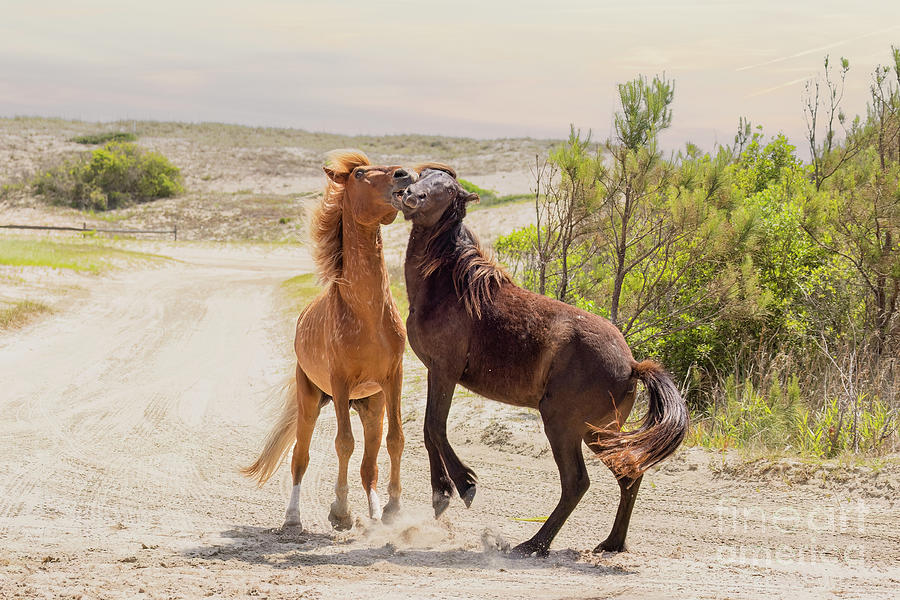 Frisky Wild Horses Photograph by Denise Griggs