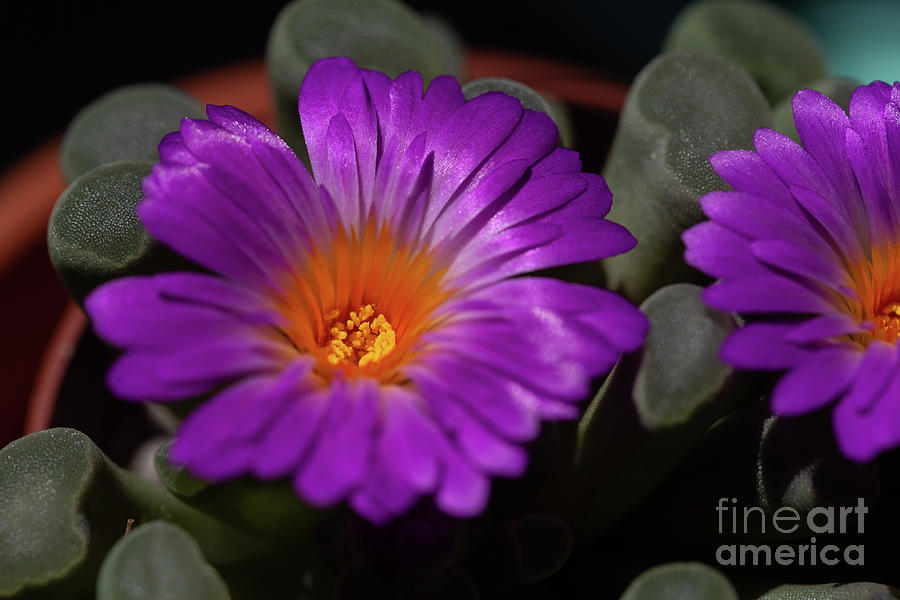 Flowers Still Life Photograph - Frithia Pulchra by Eva Lechner
